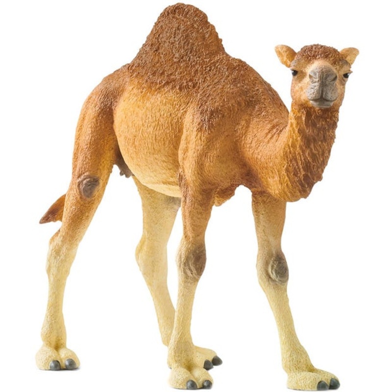 SC Dromedary (Grey Dot)