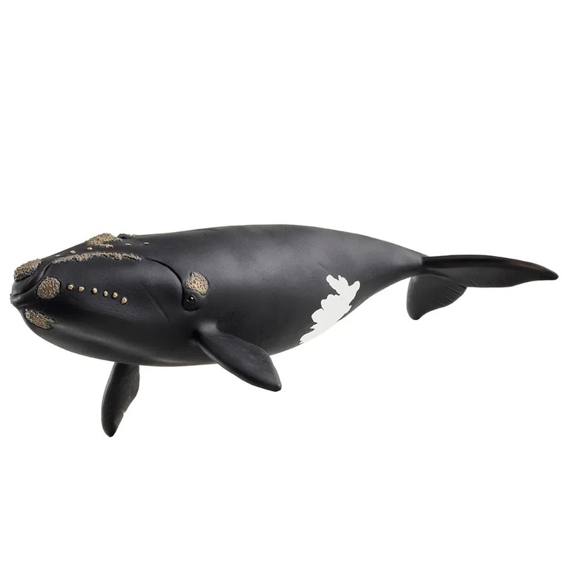 SC North Atlantic Right Whale