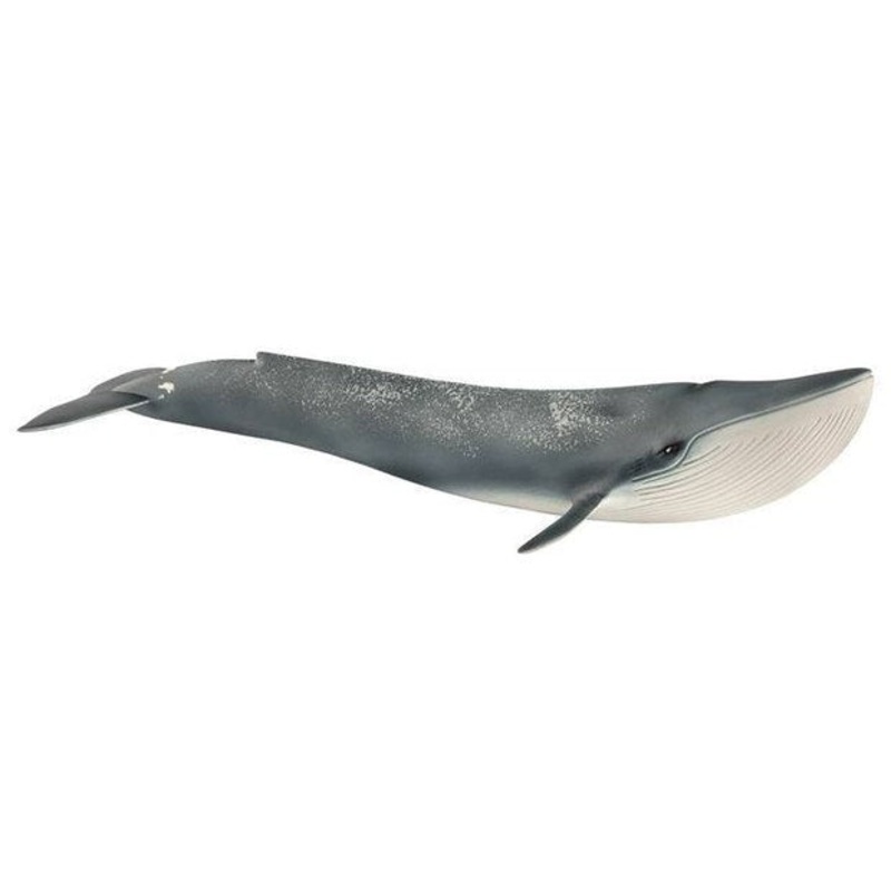SC Blue Whale