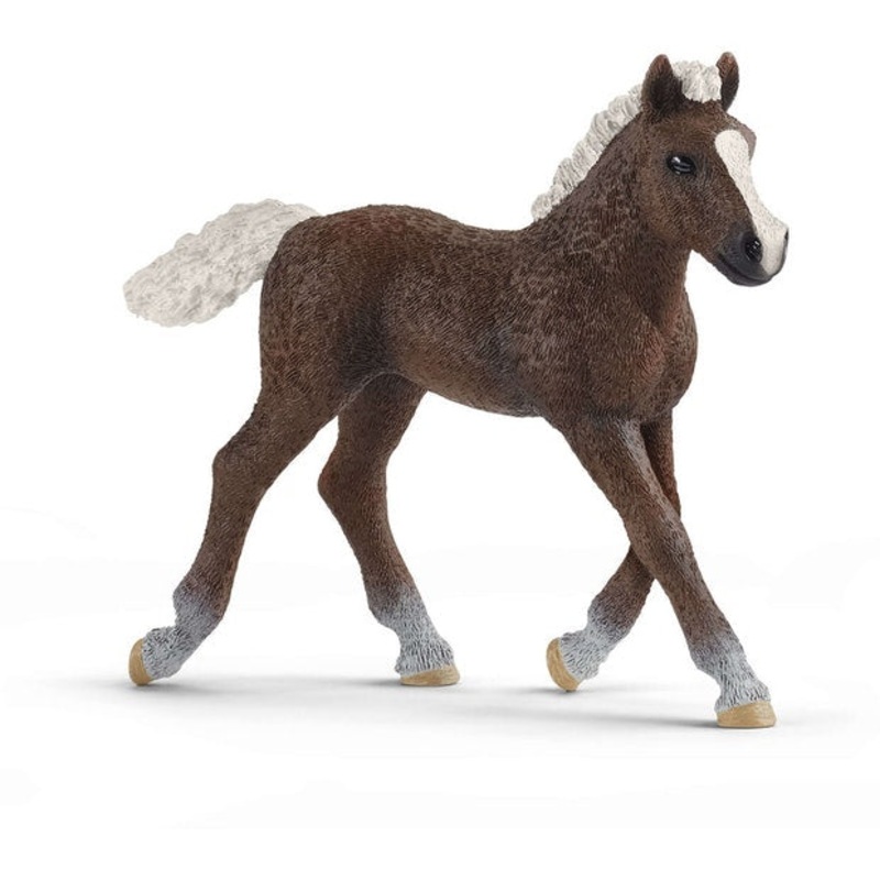 SC Black Forest Foal (Red Dot)