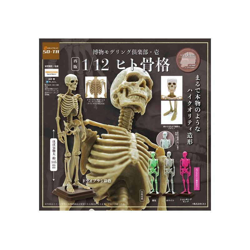 Natural History Modeling Club 1 SO-TA 1/12 Human Skeleton(1 Random)